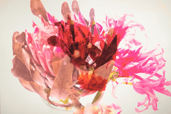 Fine Art Print Protea Pink Rot