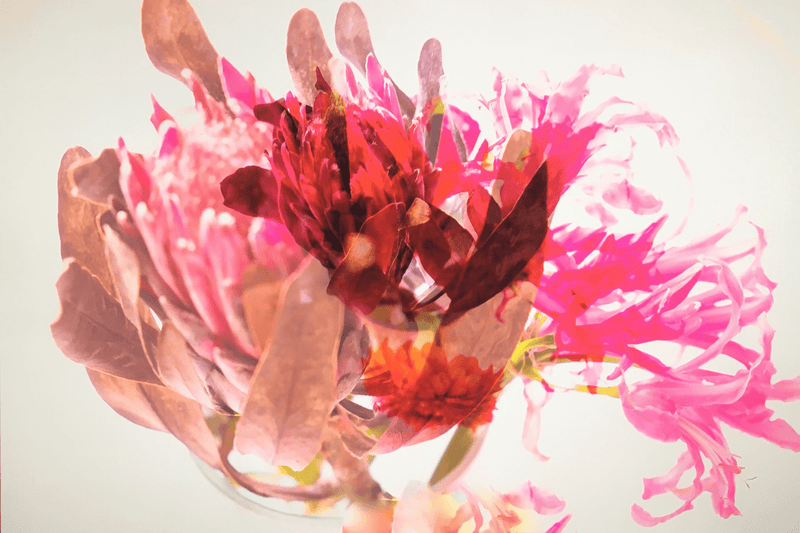 Fine Art Print Protea Pink Rot